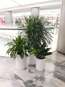 解锁前湾绿植租摆方案，让办公绿意盎然